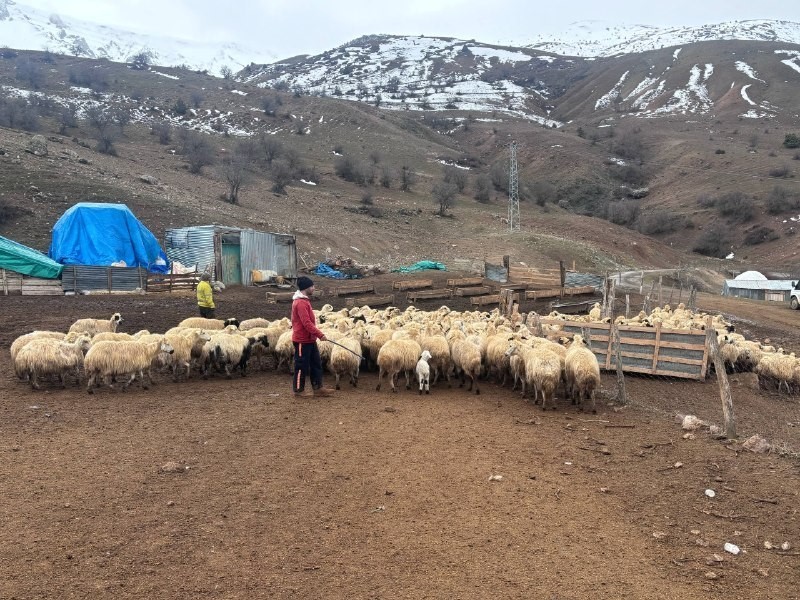 Kuzular belirti göstermeden bir anda telef oluyor
Kuzular belirti göstermeden bir anda telef oluyor