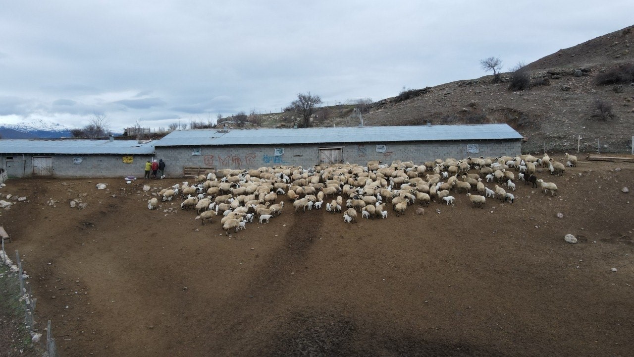 Kuzular belirti göstermeden bir anda telef oluyor
Kuzular belirti göstermeden bir anda telef oluyor