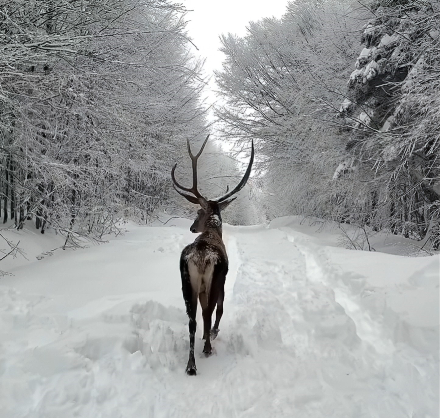 Kuzuyayla’da tatilcilere kar ve kızıl geyik sürprizi
