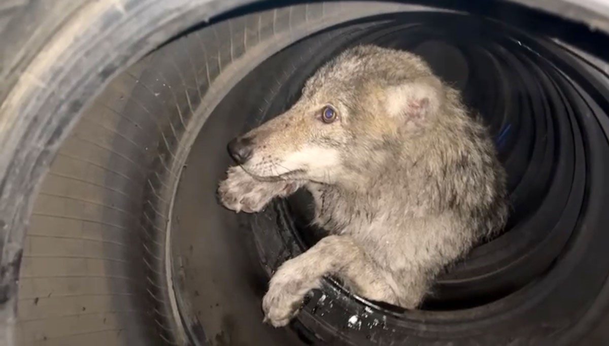 Lastikçiye giren kurt paniğe neden oldu
