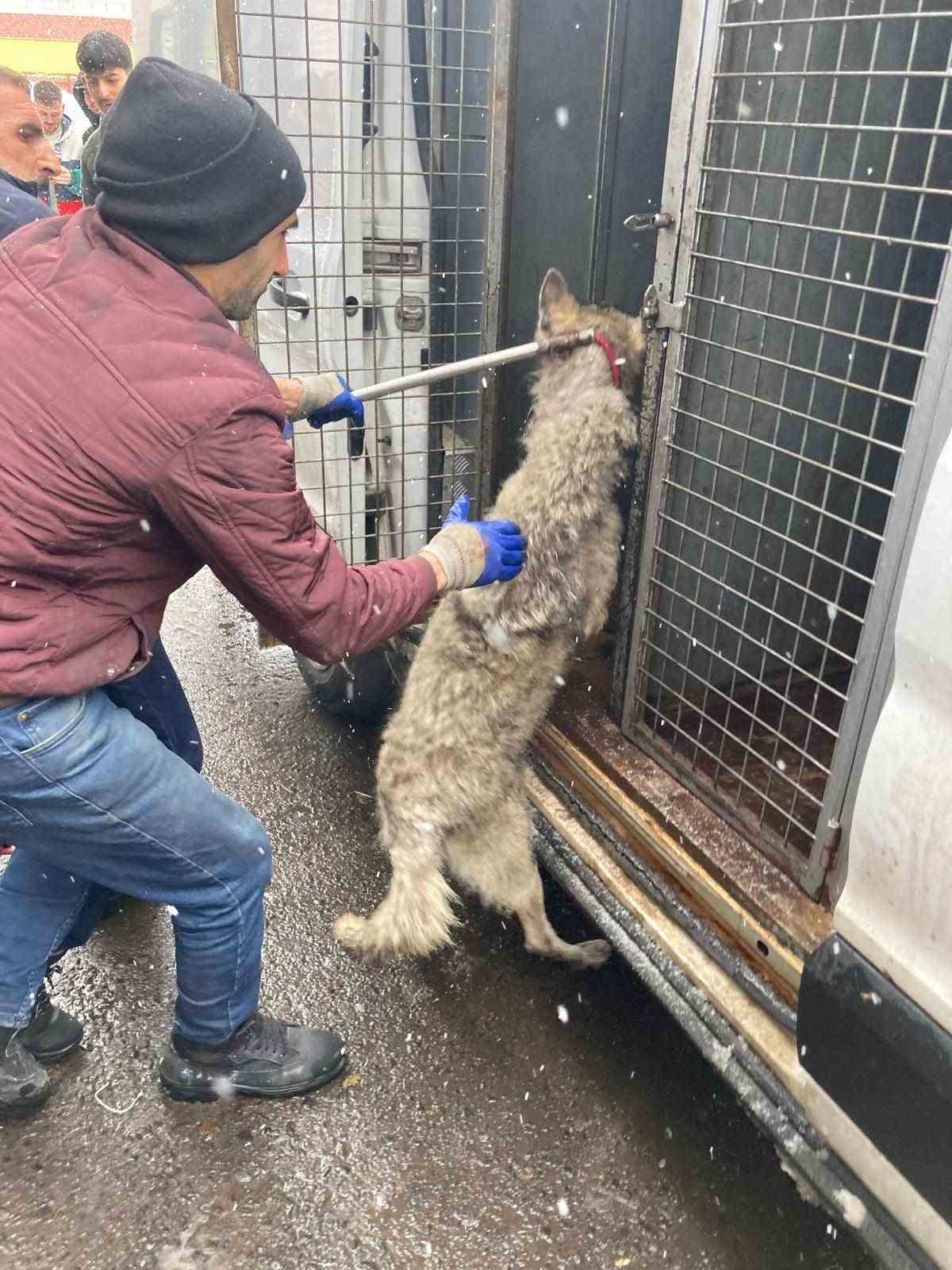 Lastikçiye giren kurt paniğe neden oldu
