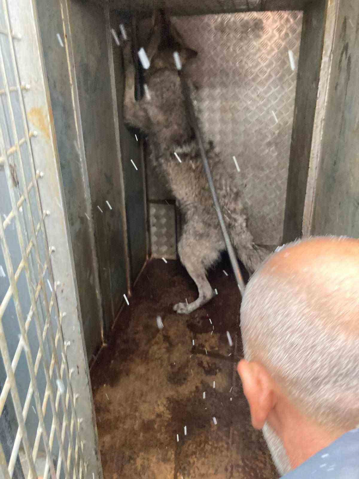 Lastikçiye giren kurt paniğe neden oldu
