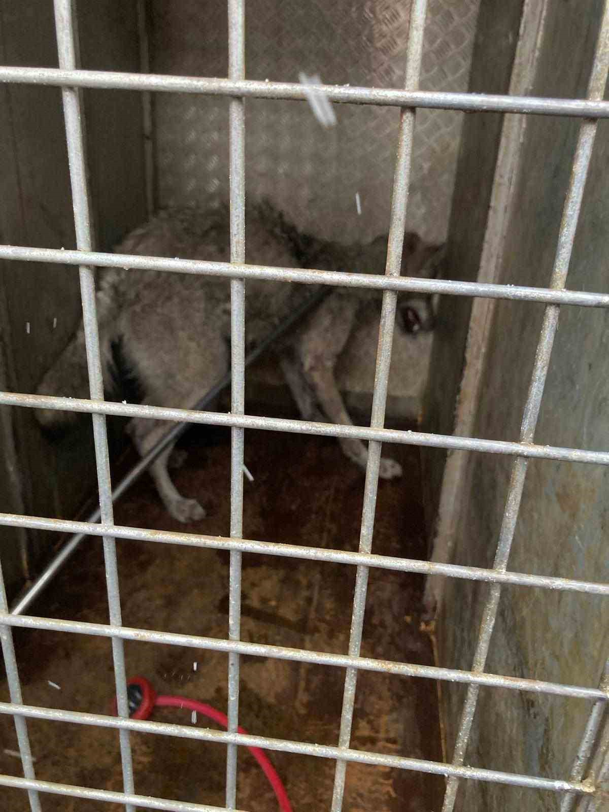 Lastikçiye giren kurt paniğe neden oldu
