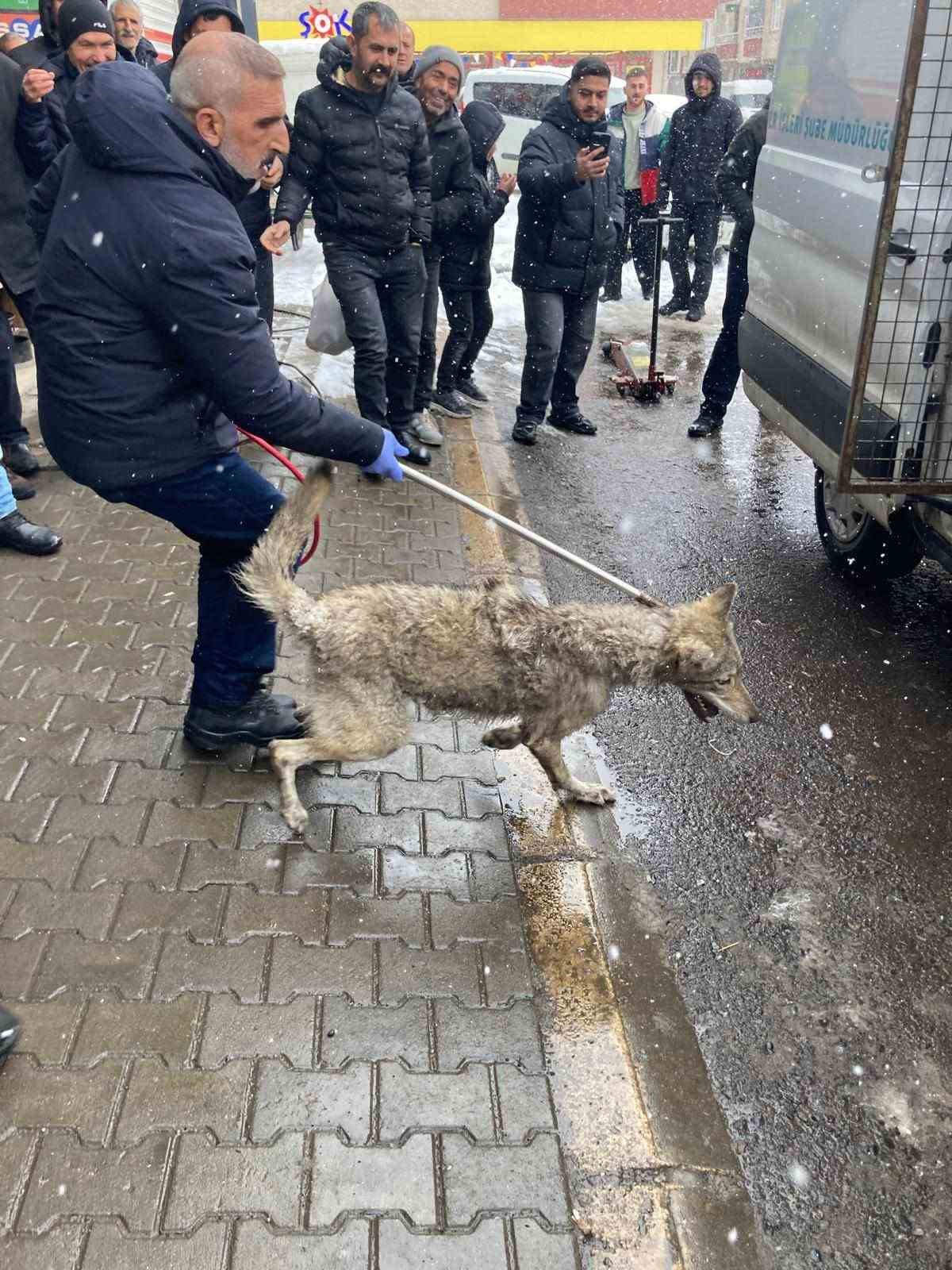 Lastikçiye giren kurt paniğe neden oldu
