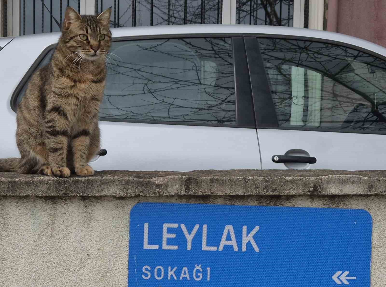Leylak Sokak’ta yolların bakımsızlığına tepki
