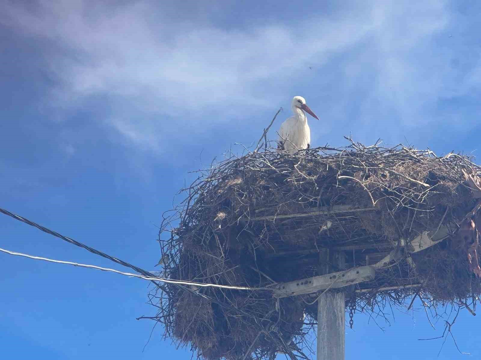 Leylek köyünde büyük sevinç: Eşi geldi, herkes Yaren’i bekliyor
Leylek köyünde büyük sevinç: Eşi geldi, herkes Yaren’i bekliyor