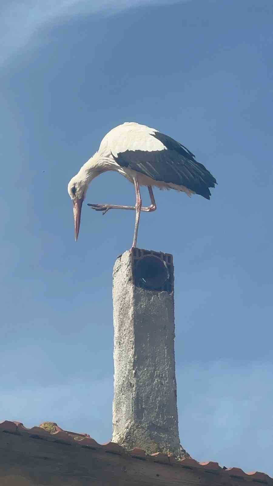 Leylek köyünde büyük sevinç: Eşi geldi, herkes Yaren’i bekliyor
Leylek köyünde büyük sevinç: Eşi geldi, herkes Yaren’i bekliyor