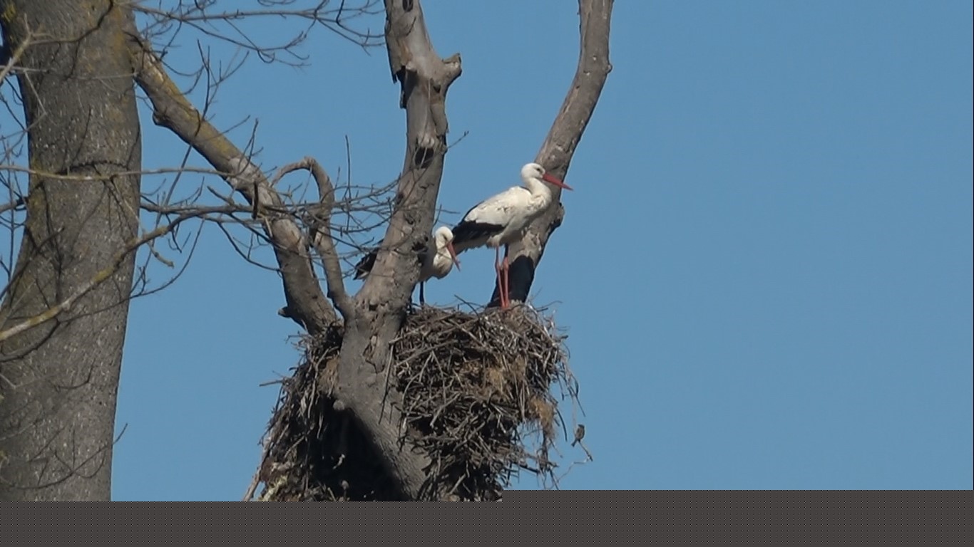 Leylekler baharın müjdesiyle geri döndü
