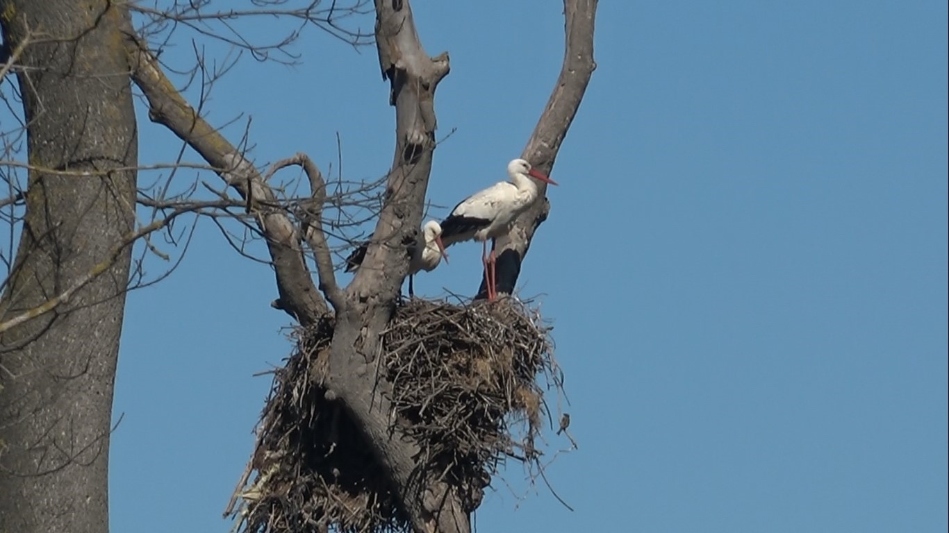 Leylekler baharın müjdesiyle geri döndü
