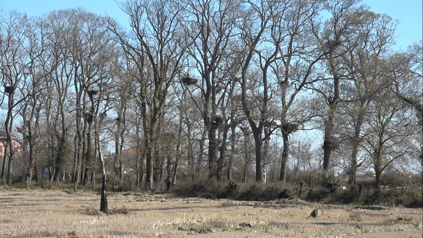 Leylekler baharın müjdesiyle geri döndü
