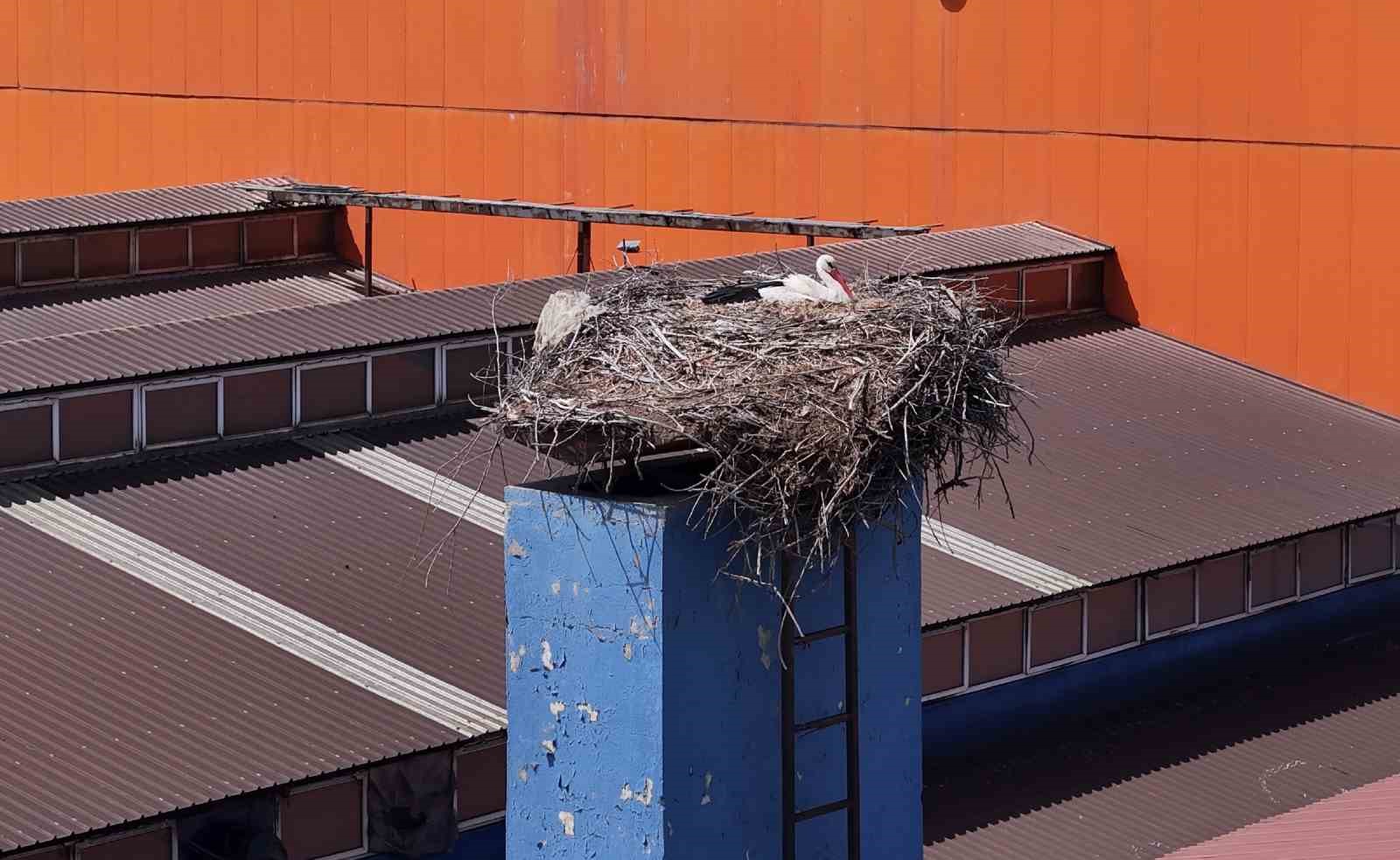 Leylekler yuvaya döndü, fabrikada üretime ara verildi
