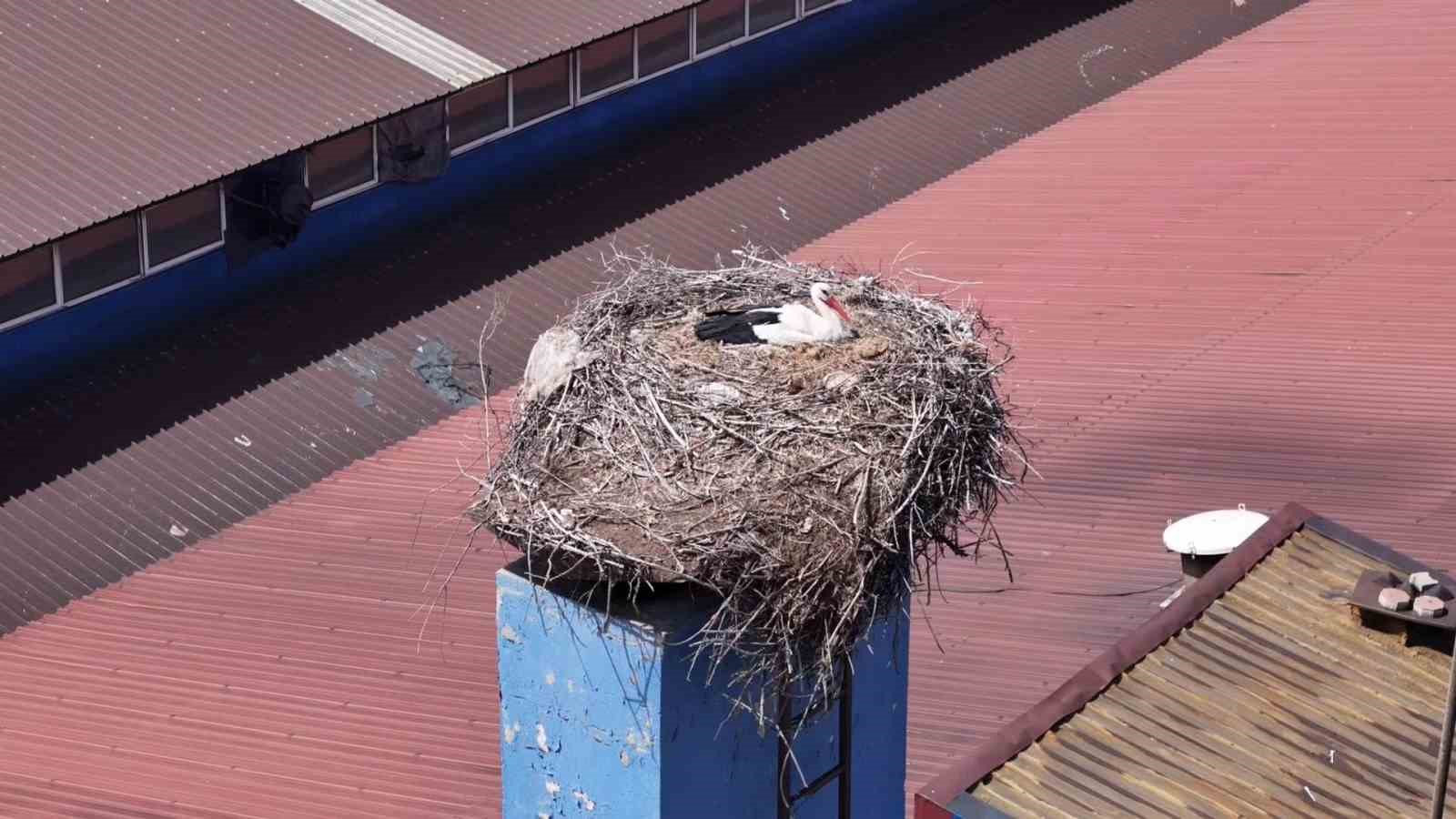 Leylekler yuvaya döndü, fabrikada üretime ara verildi
