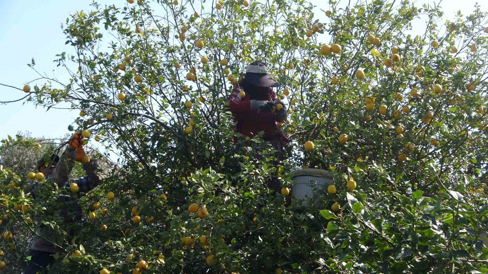 Limonda hasat sonu: Kadınların yoğun mesaisi sürüyor
