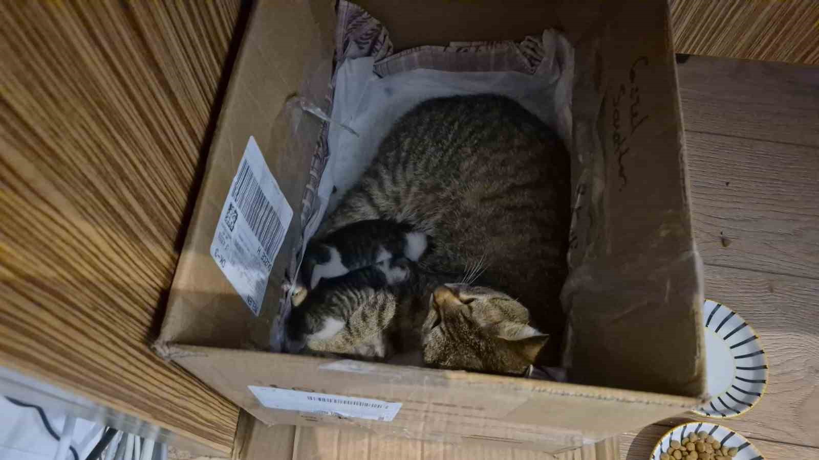 Lisenin maskot kedisi, yavrularını okula emanet etti
