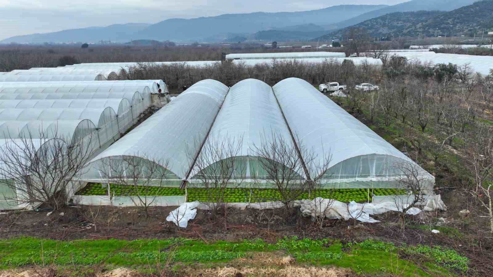 Lodostan zarar gören seralara Büyükşehir desteği
