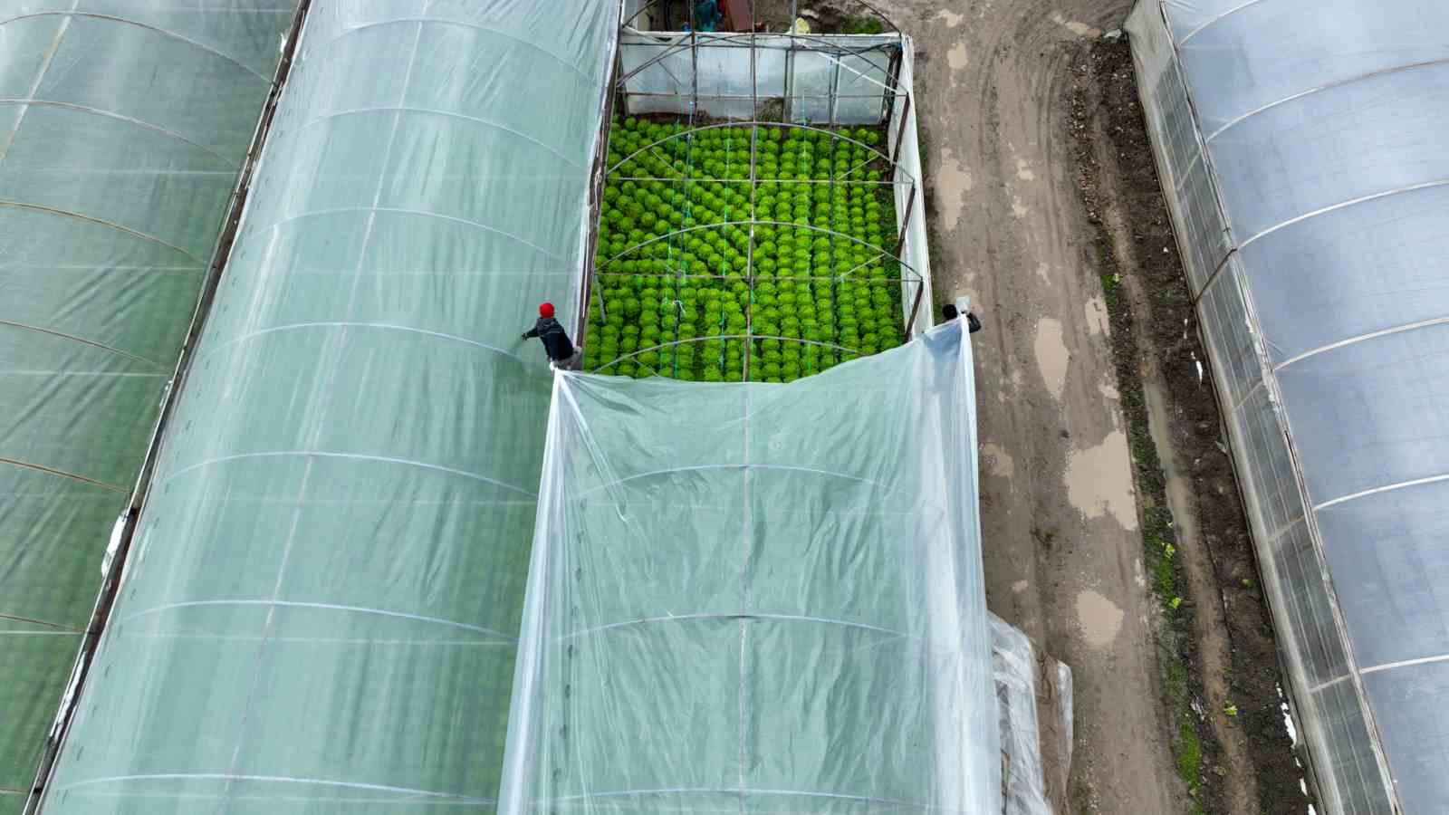 Lodostan zarar gören seralara Büyükşehir desteği
