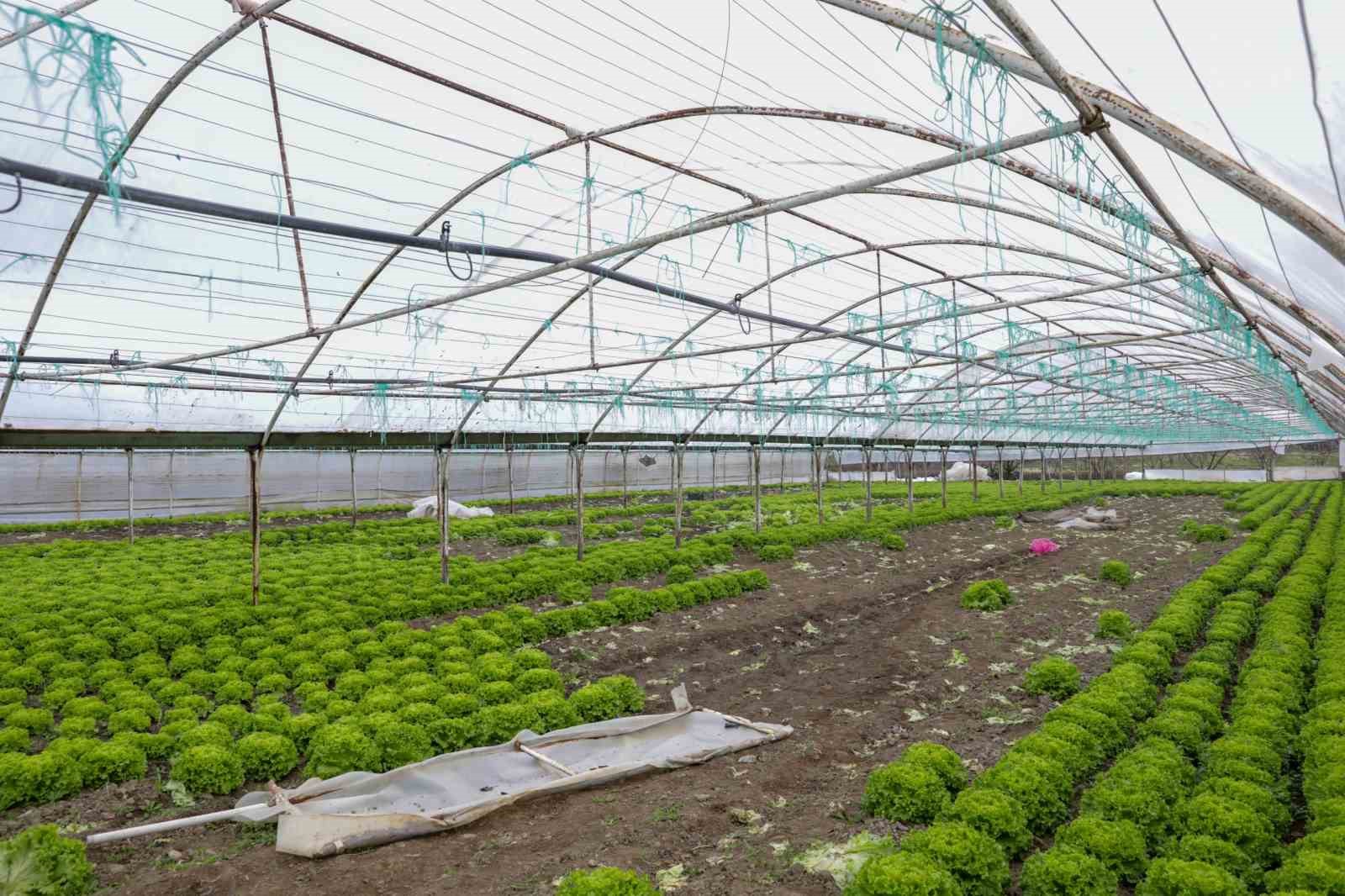 Lodostan zarar gören seralara Büyükşehir desteği
