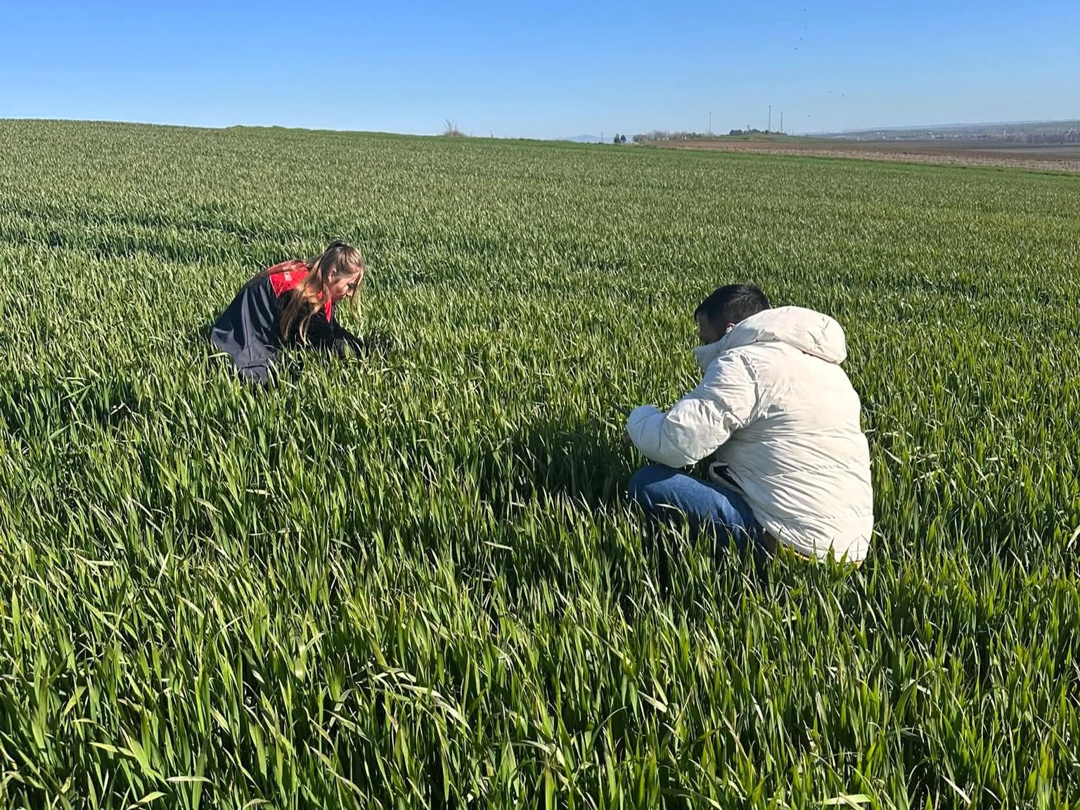 Lüleburgaz ve Pehlivanköy’de hububat tarlaları mercek altında
