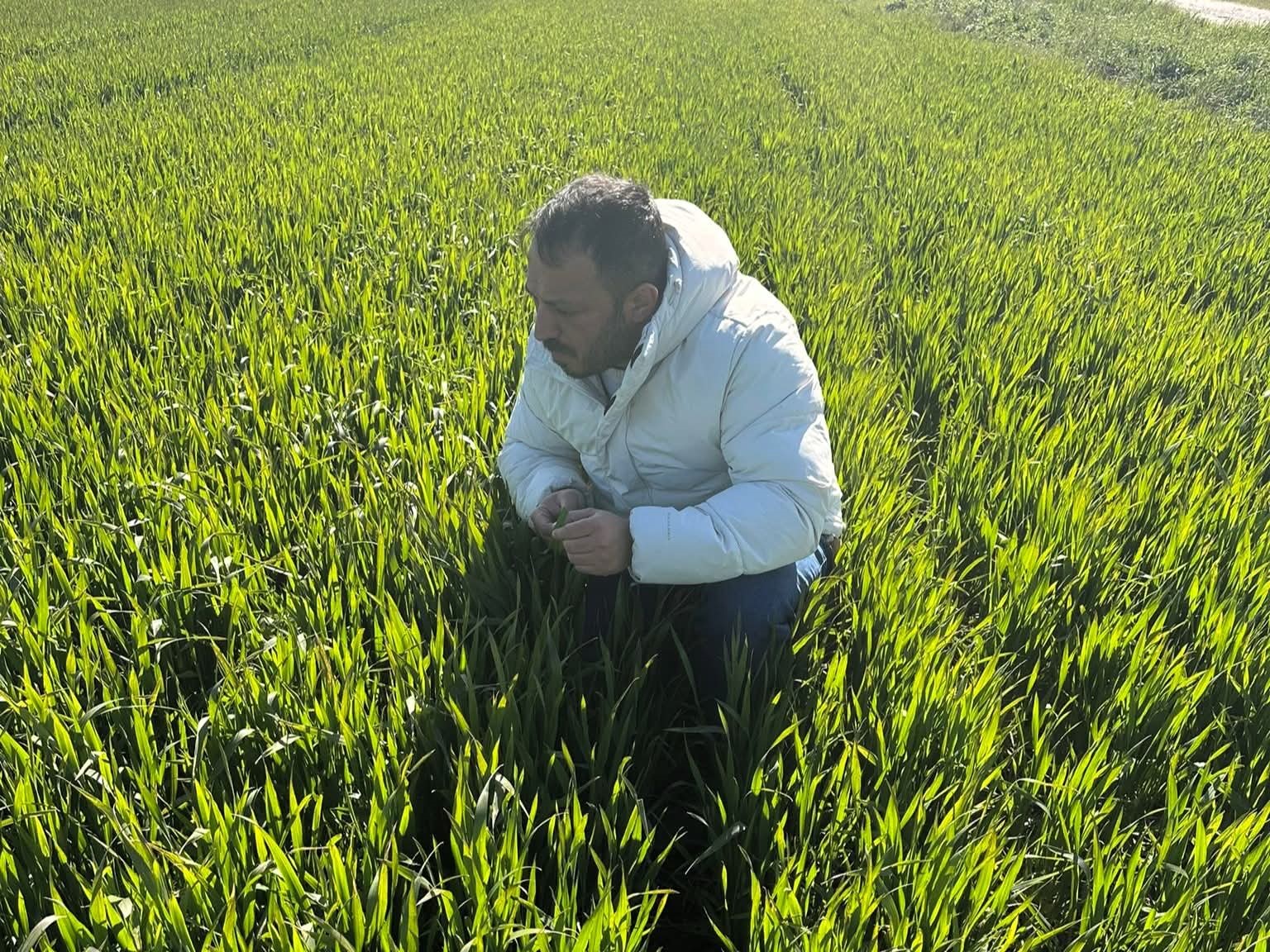Lüleburgaz ve Pehlivanköy’de hububat tarlaları mercek altında

