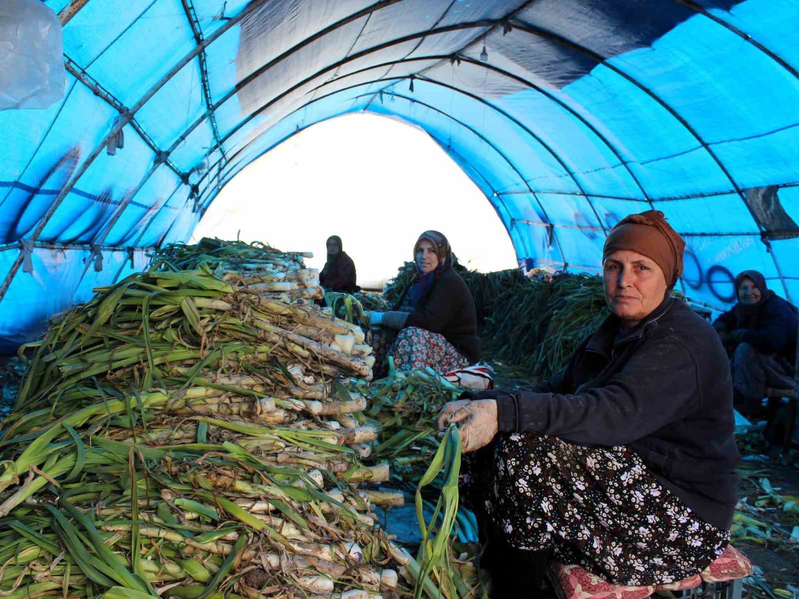 Lüleburgaz’da pırasa hasadı
Lüleburgaz’da pırasa hasadı