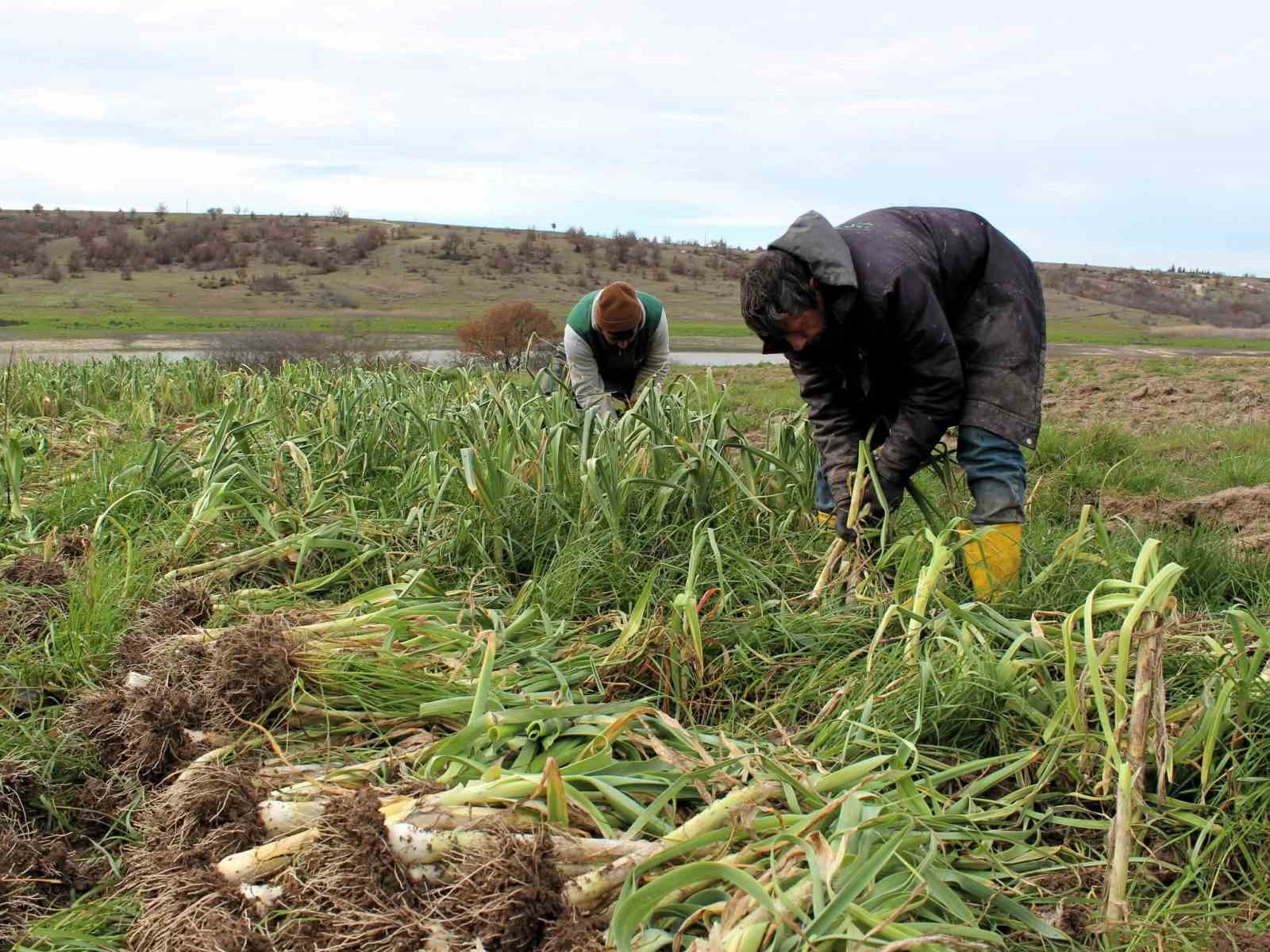 Lüleburgaz’da pırasa hasadı
Lüleburgaz’da pırasa hasadı