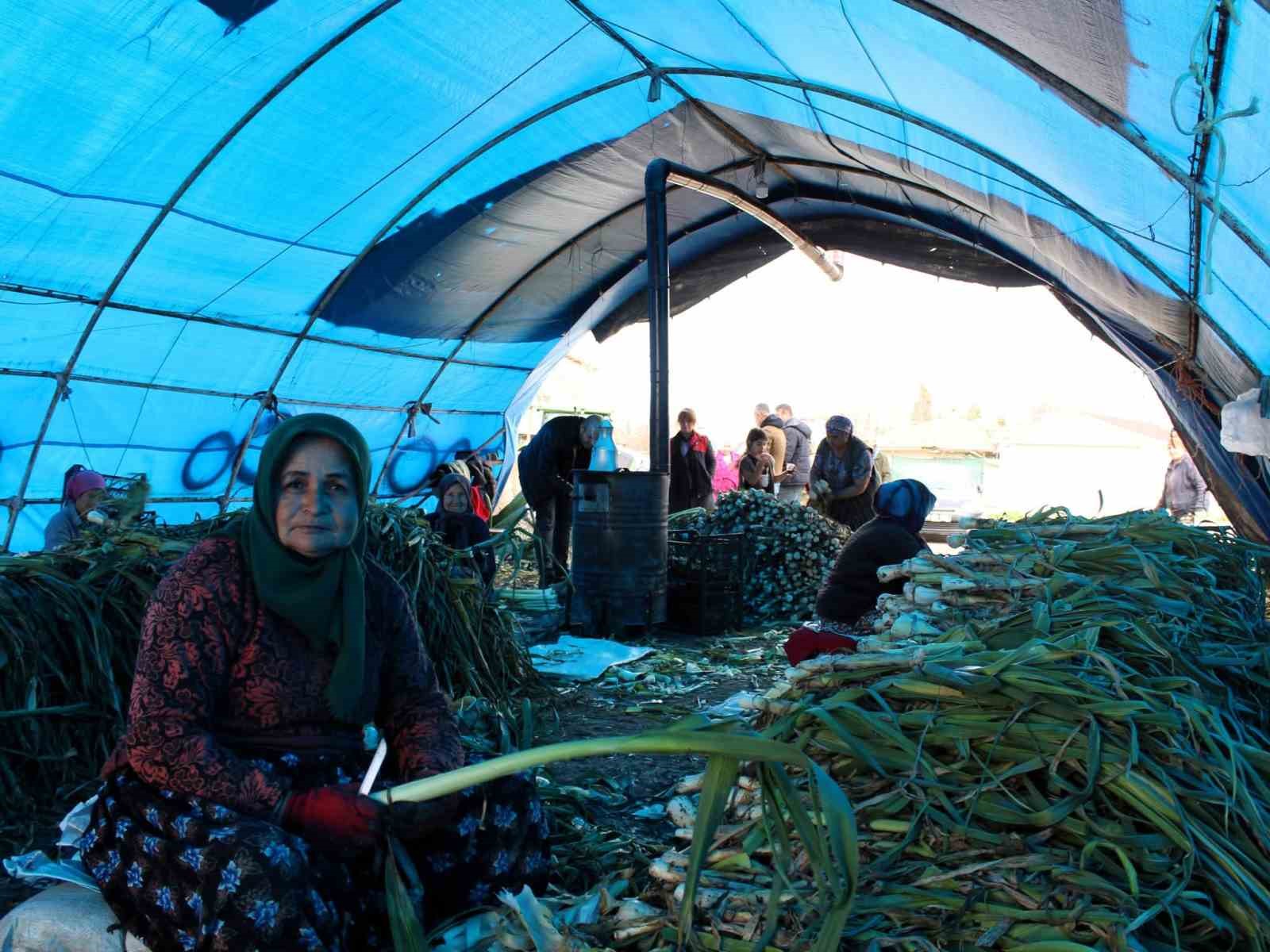 Lüleburgaz’da pırasa hasadı
Lüleburgaz’da pırasa hasadı