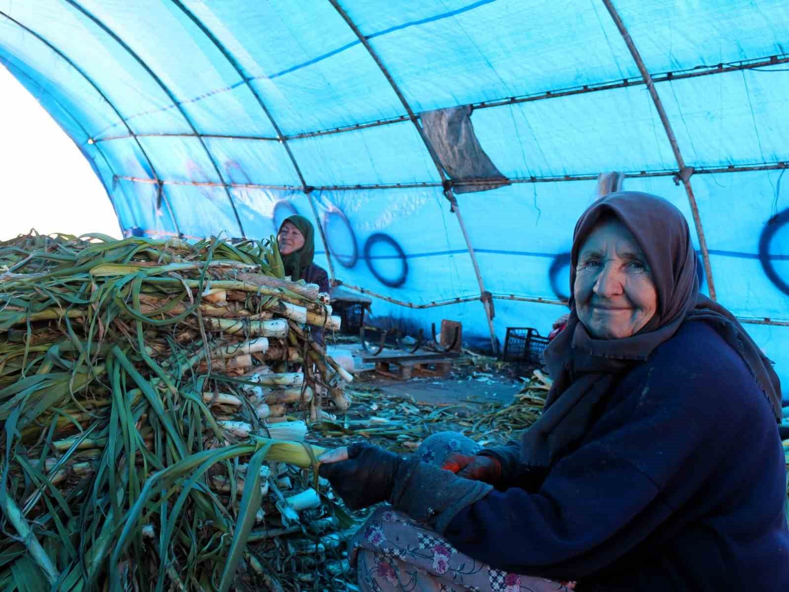 Lüleburgaz’da pırasa hasadı
Lüleburgaz’da pırasa hasadı