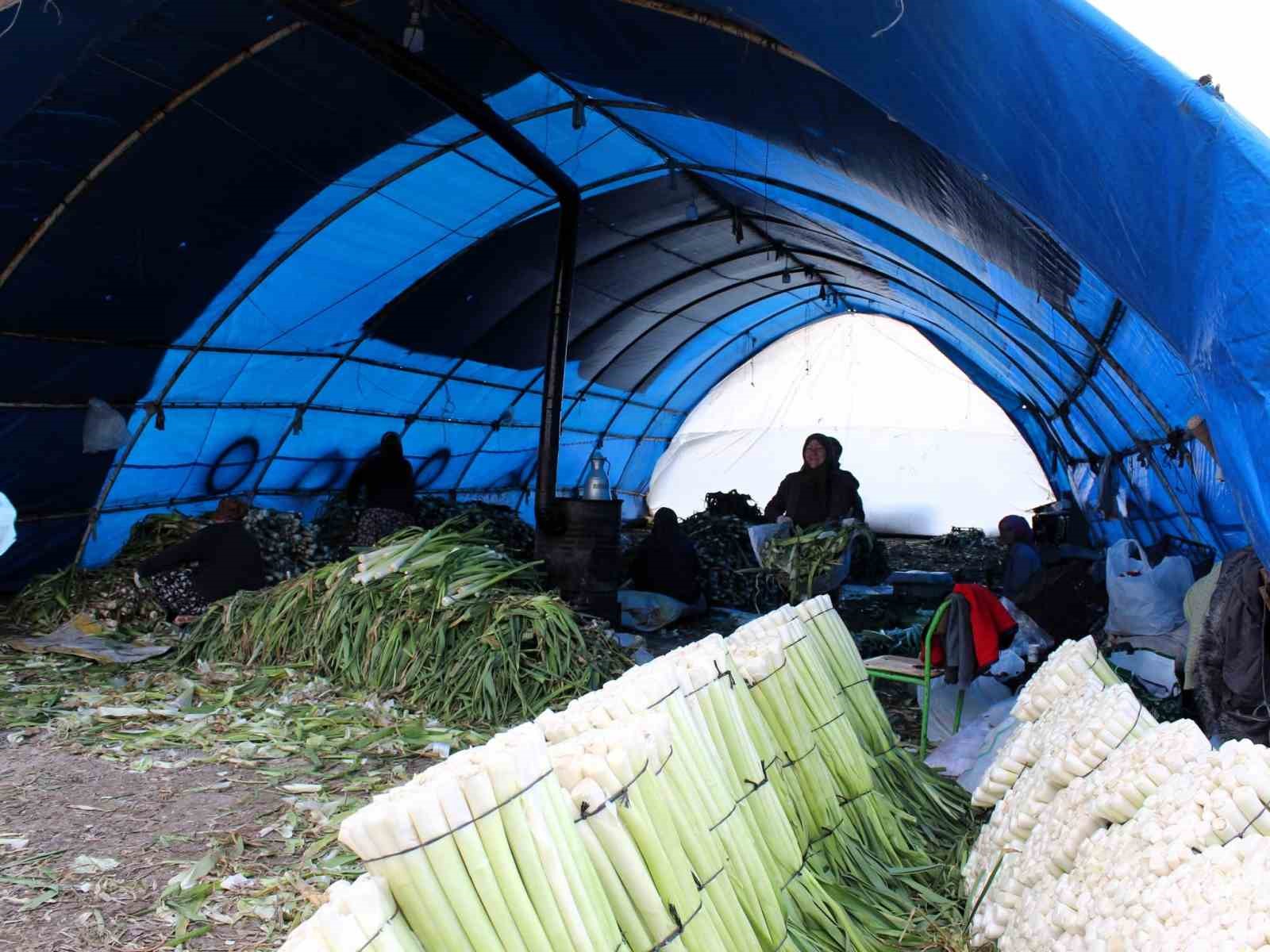 Lüleburgaz’da pırasa hasadı
Lüleburgaz’da pırasa hasadı