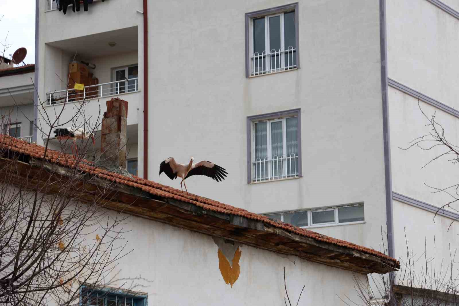 Mahallenin maskotu oldular, baharla birlikte yuvalarına döndüler
