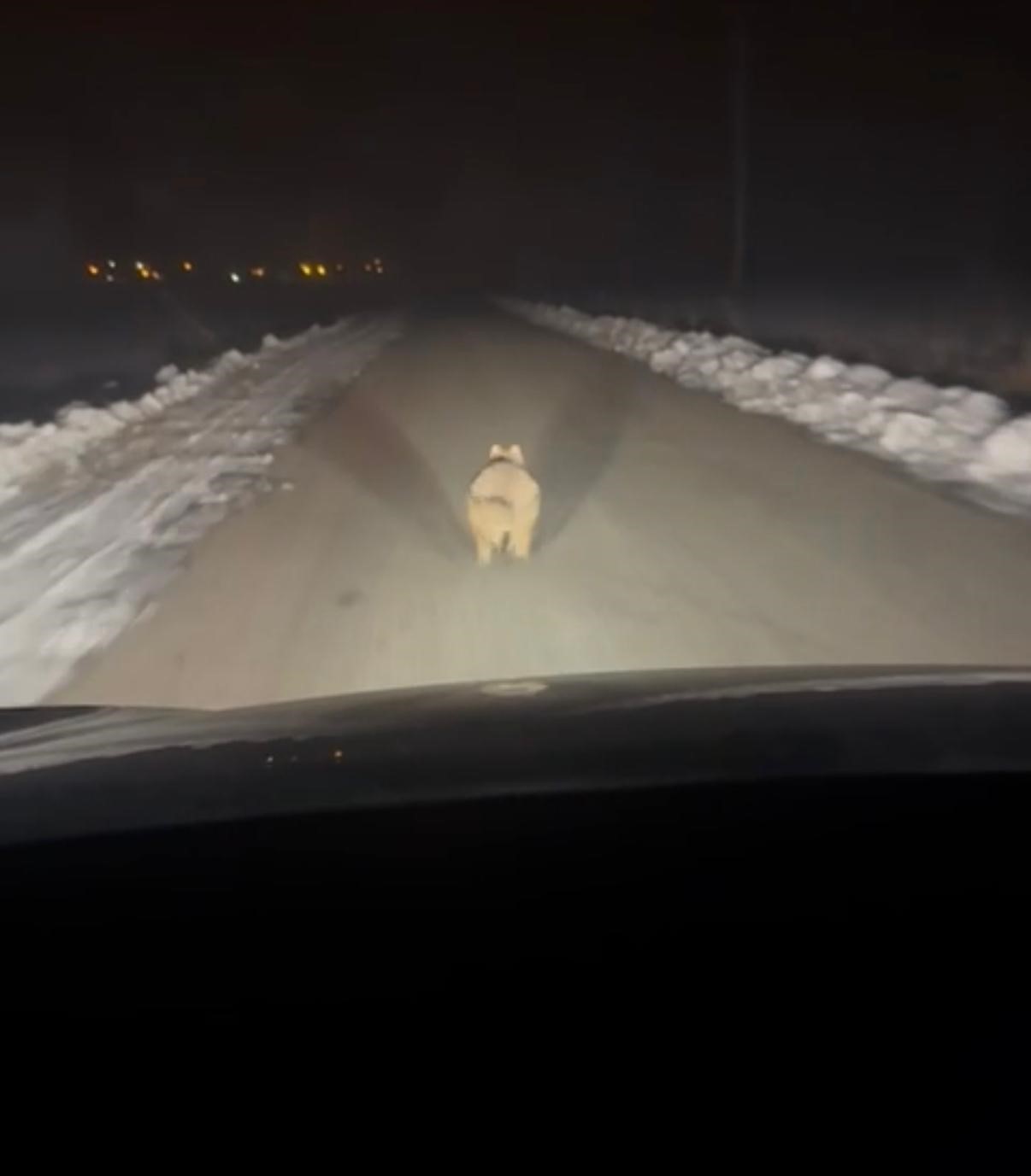 Mahalleye inen kurt, araç önünde kilometrelerce ilerledi
