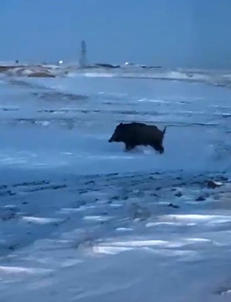 Mahalleye yakın bir noktada domuz görüldü
