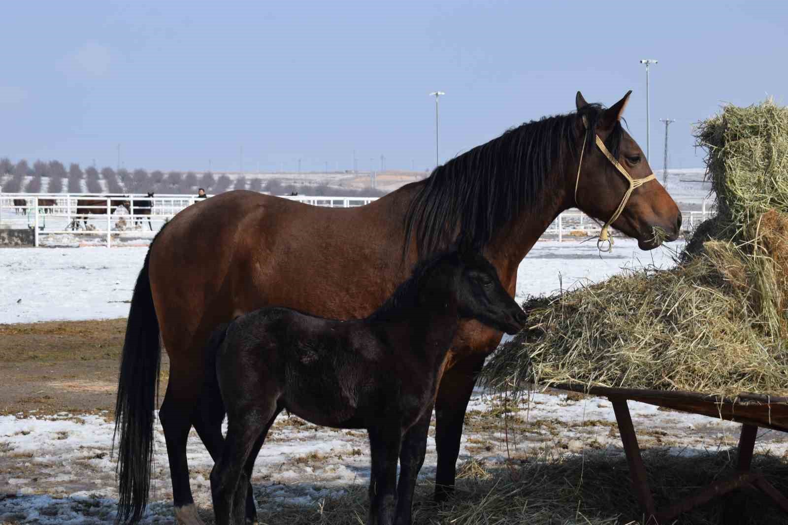 Malatya’da 2026 şampiyon adayı taylar dünyaya gelmeye başladı
