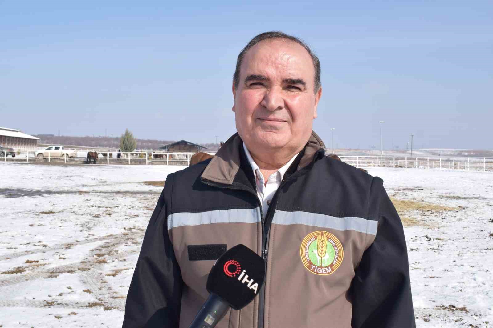 Malatya’da 2026 şampiyon adayı taylar dünyaya gelmeye başladı
