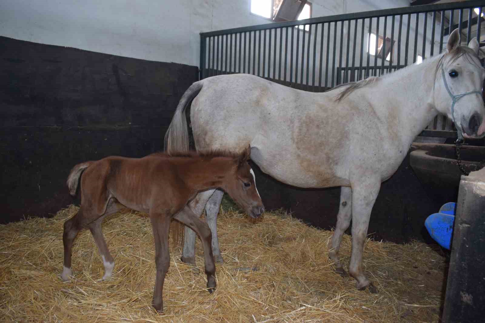 Malatya’da 2026 şampiyon adayı taylar dünyaya gelmeye başladı
