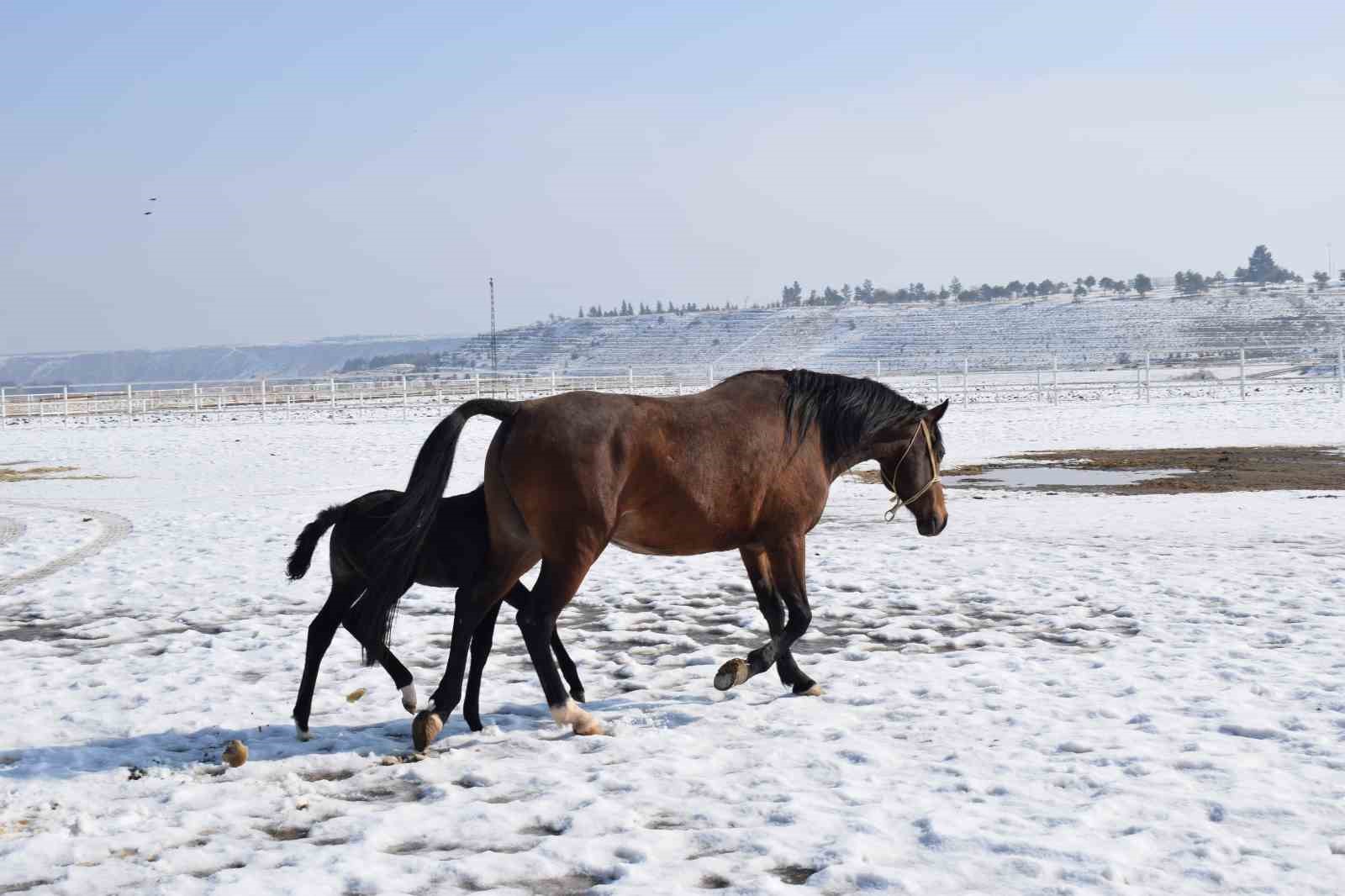 Malatya’da 2026 şampiyon adayı taylar dünyaya gelmeye başladı
