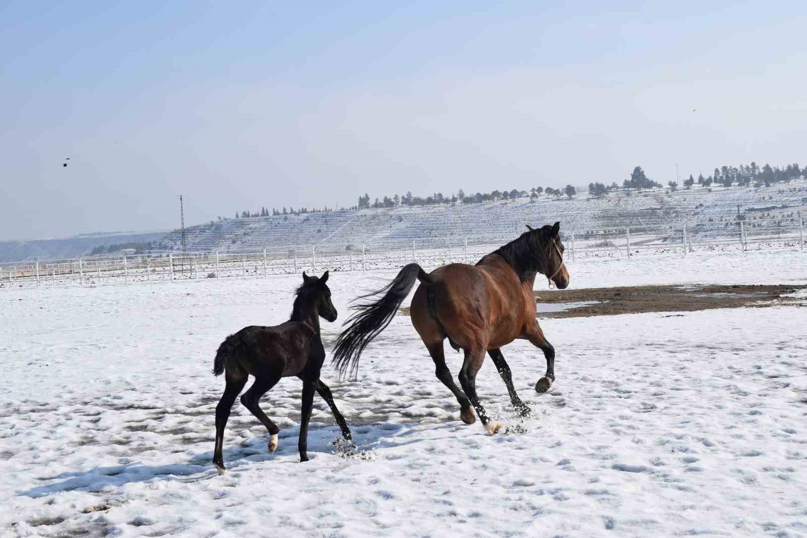 Malatya’da 2026 şampiyon adayı taylar dünyaya gelmeye başladı
