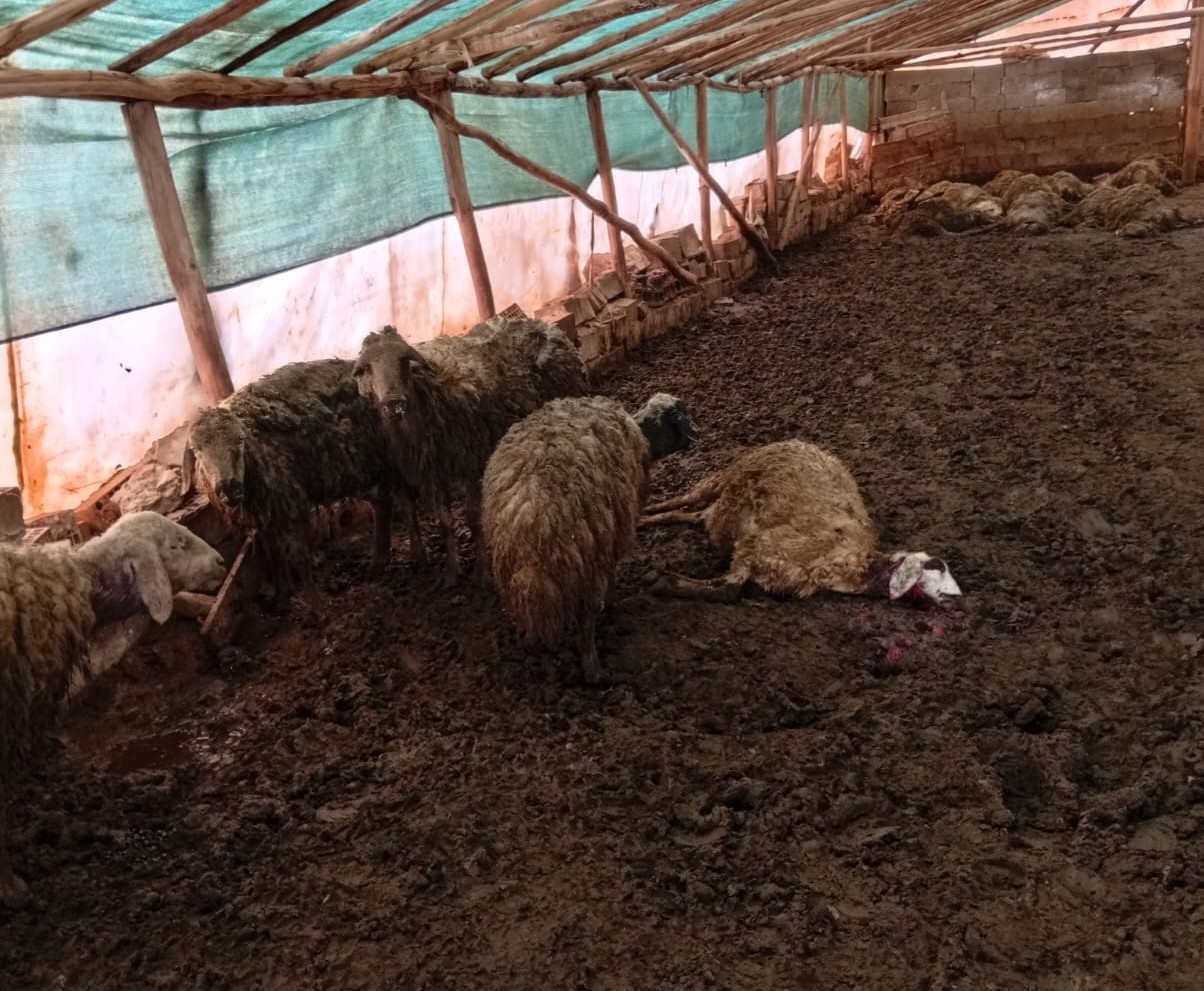 Malatya’da ağıla giren kurt 30 koyunu telef etti
