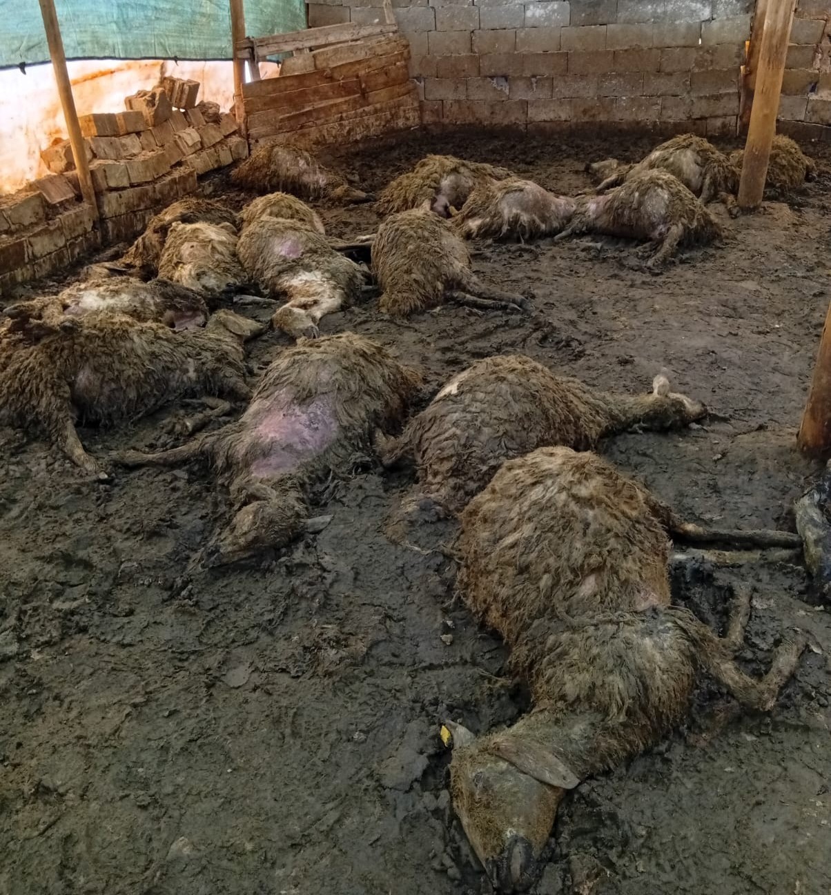 Malatya’da ağıla giren kurt 30 koyunu telef etti
