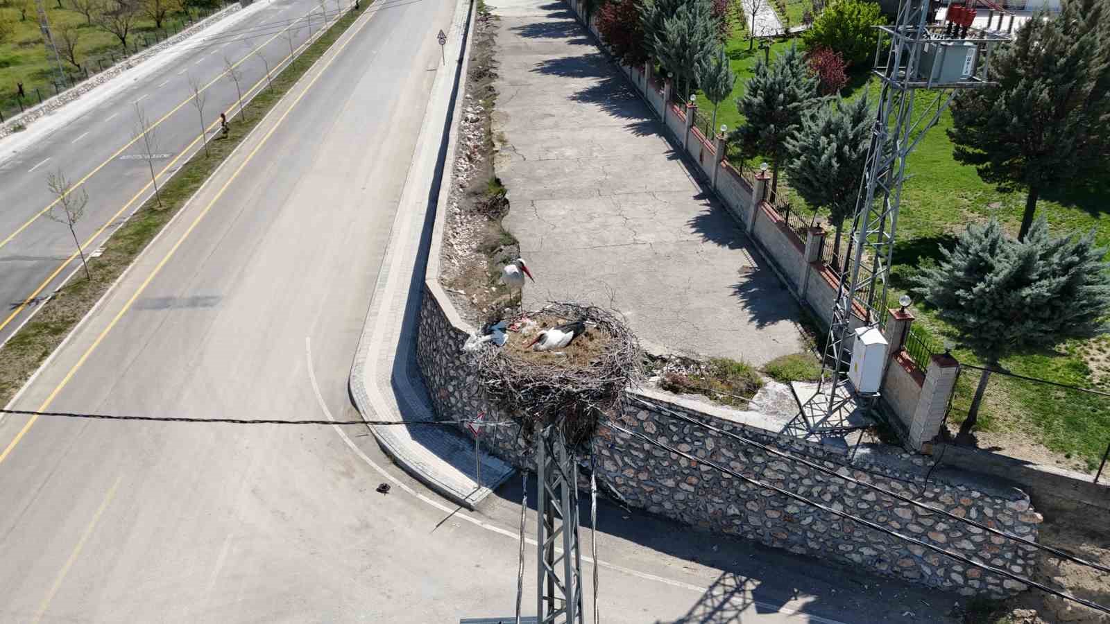 Malatya’da baharın müjdecisi leylekler yuvalarına dönüyor
