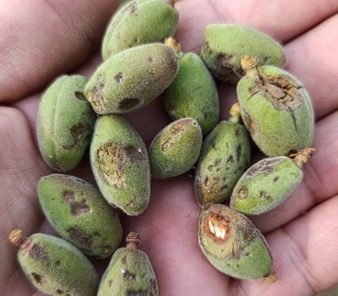 Malatya’da dolu kayısı bahçelerine zarar verdi
