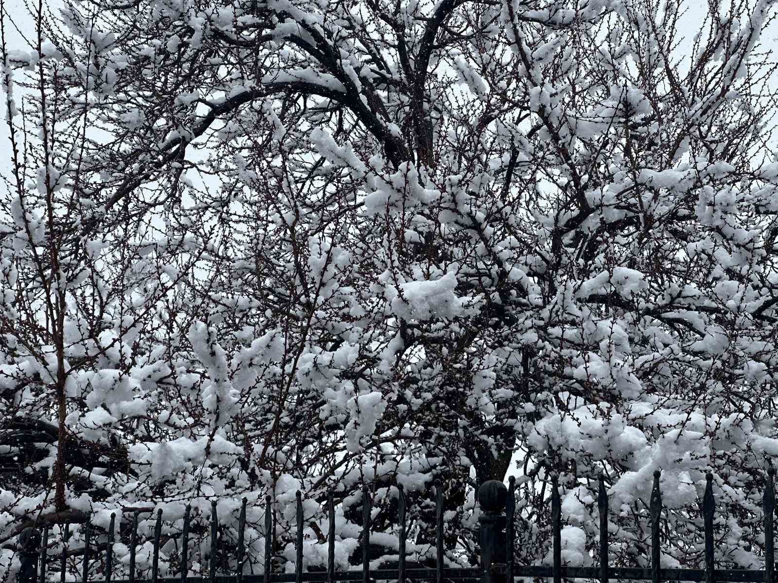 Malatya’da kayısı bahçeleri kar altında kaldı
