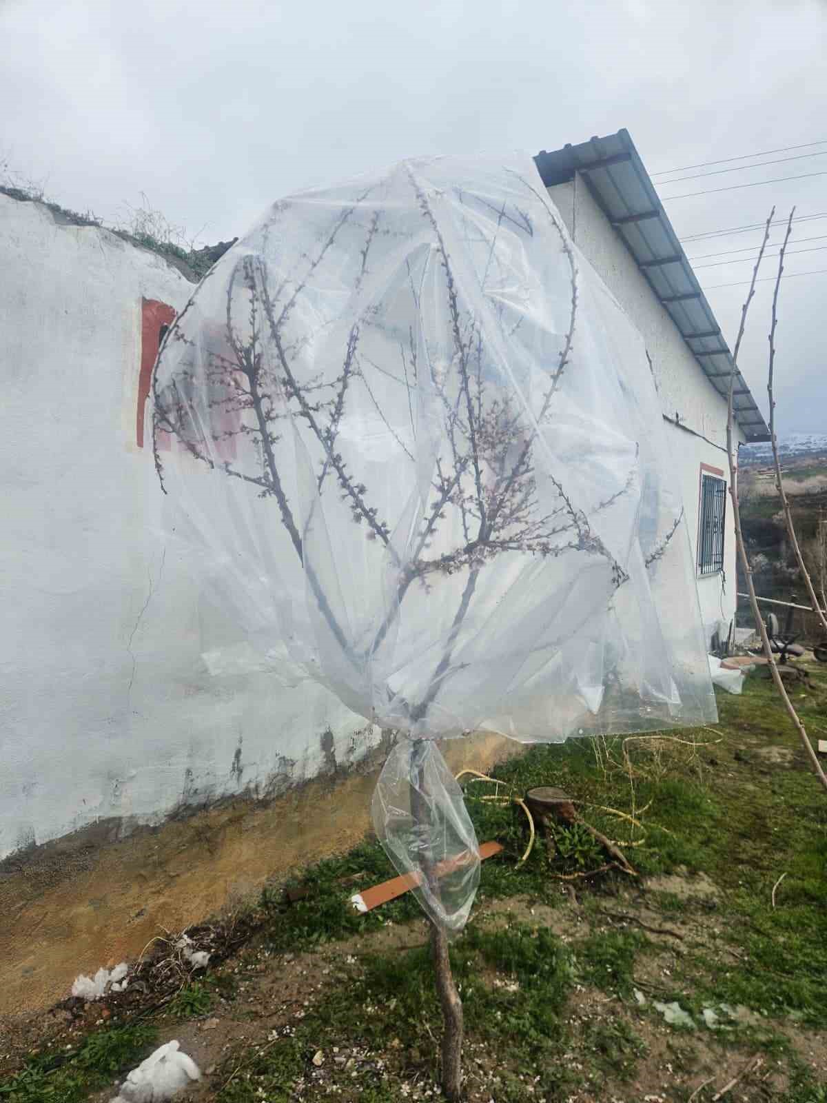 Malatya’da kayısı üreticileri zirai don için alarma geçti
