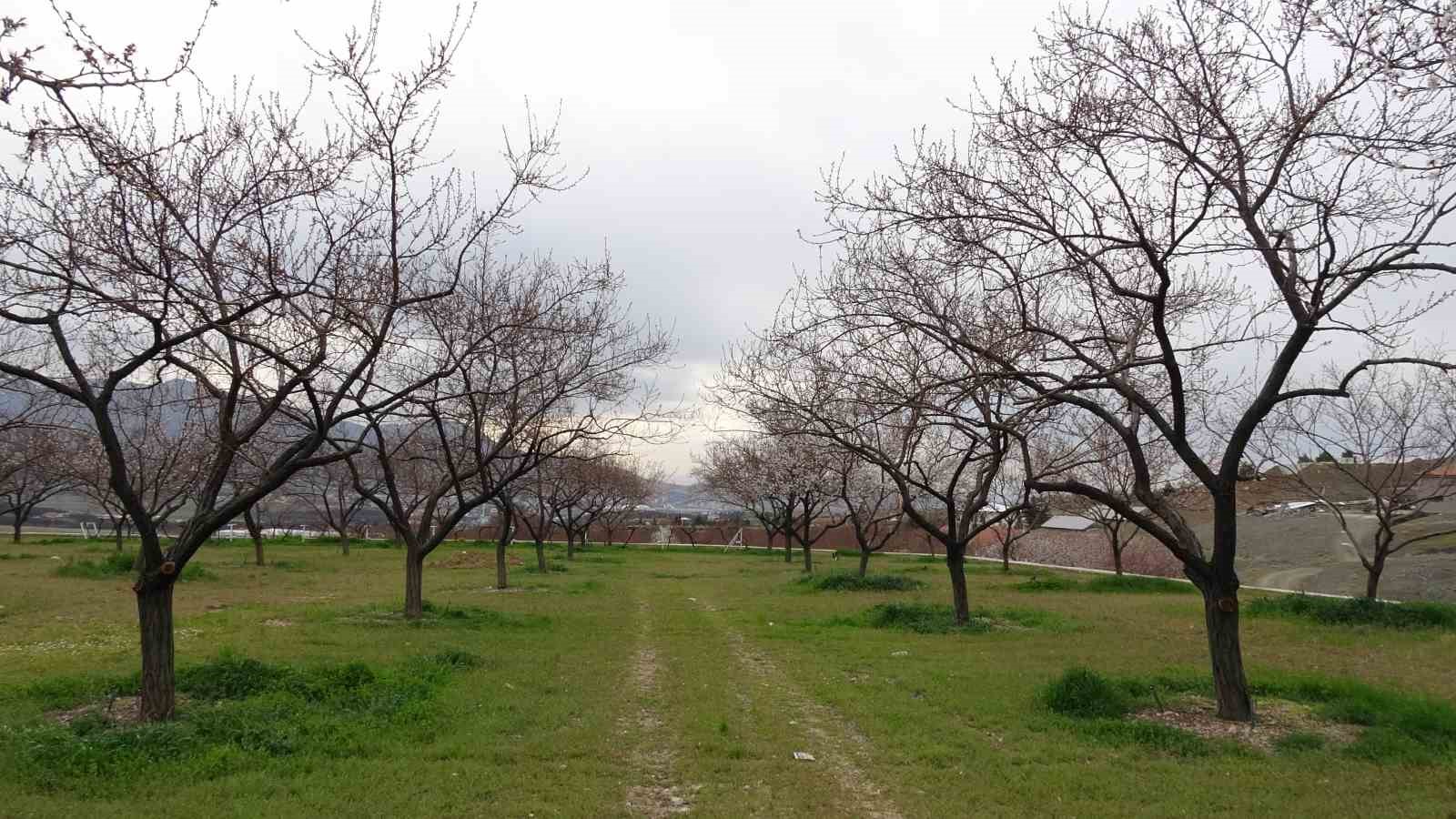 Malatya’da kayısı üreticileri zirai dona karşı önlem alıyor
