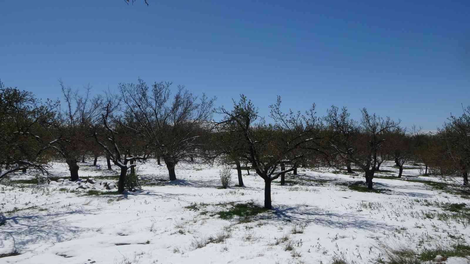 Malatya’da kayısıda don endişesi
