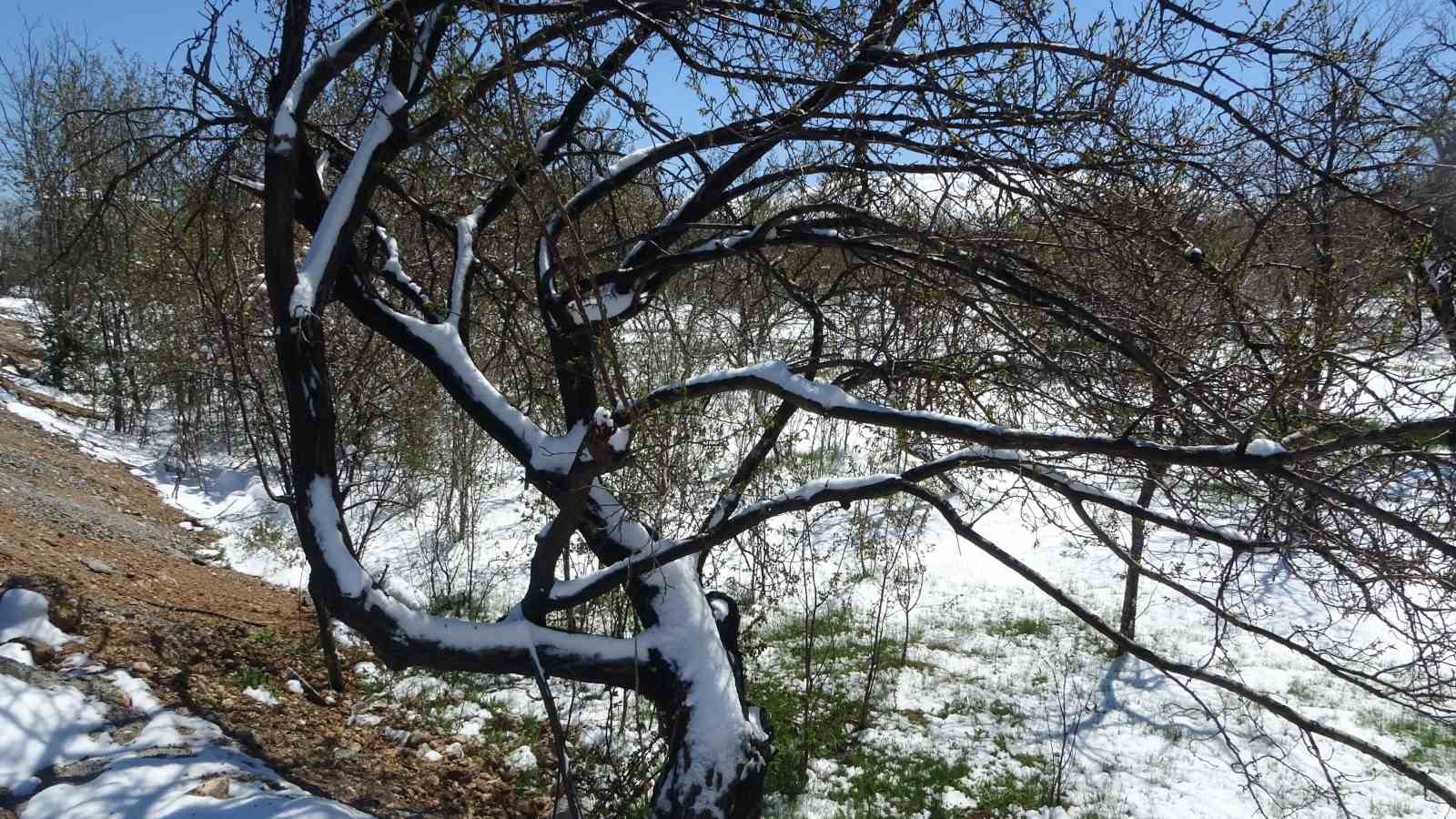Malatya’da kayısıda don endişesi
