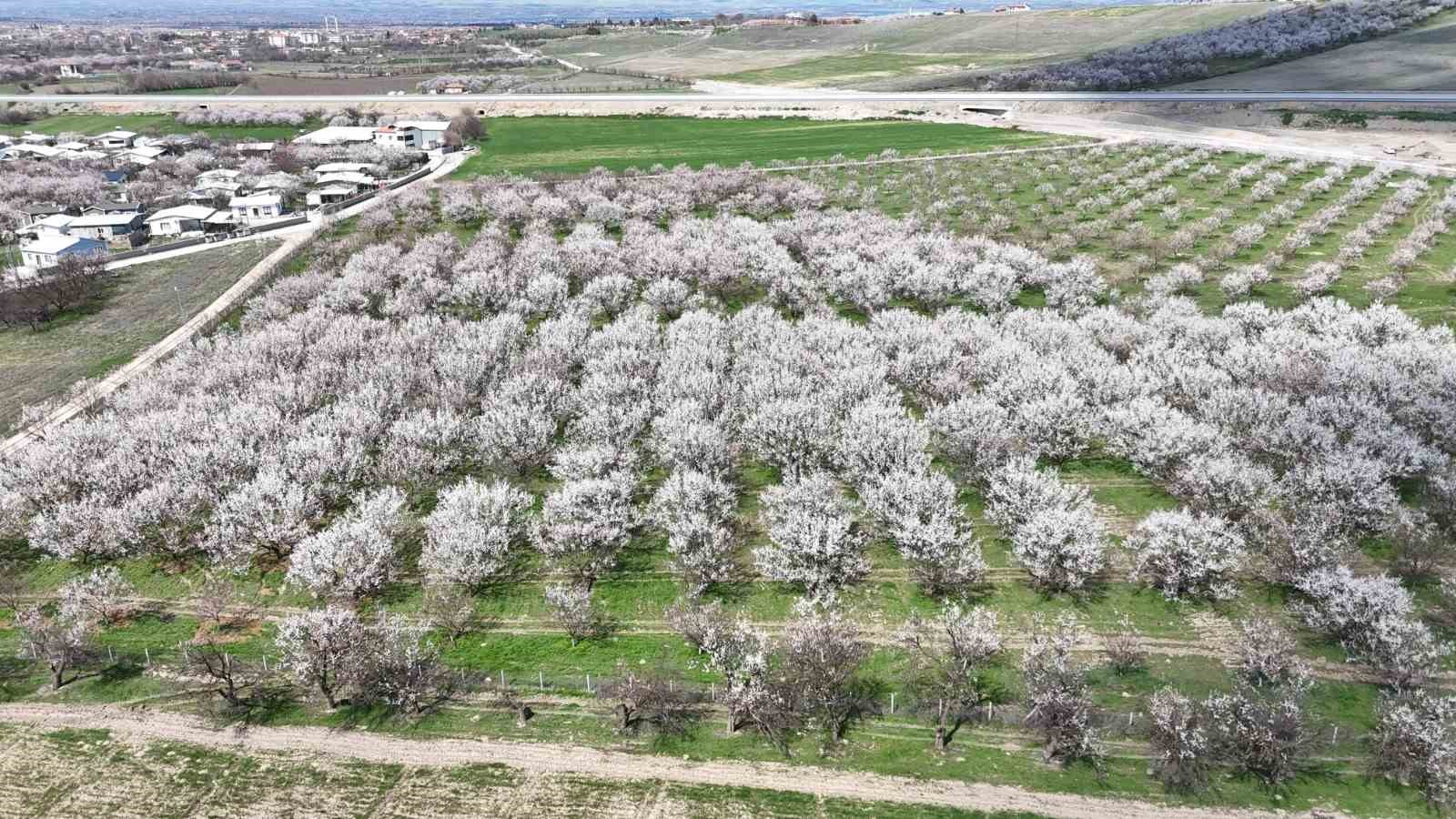 Malatya’da kayısıda iklim endişesi devam ediyor
