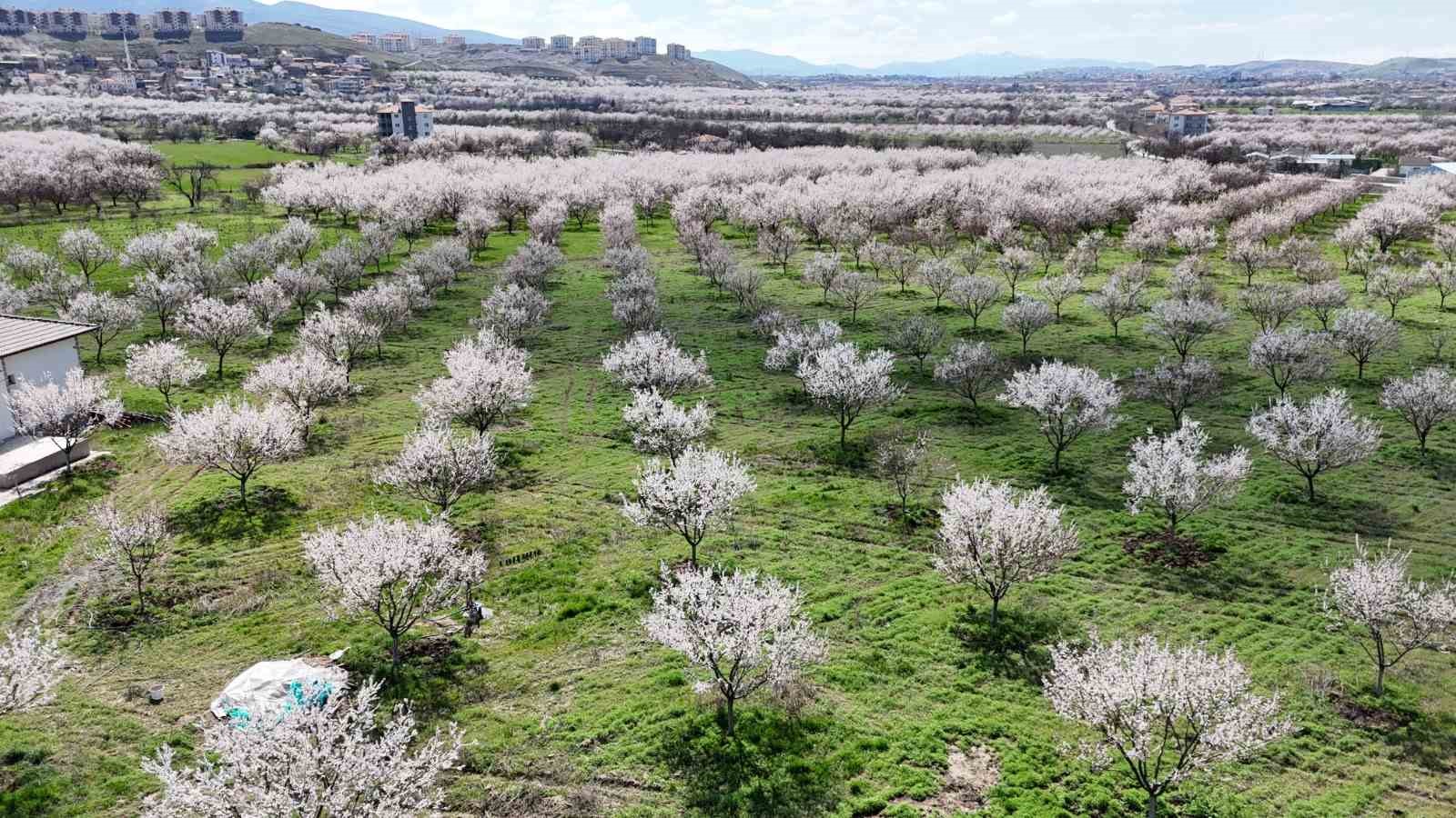 Malatya’da kayısıda iklim endişesi devam ediyor
