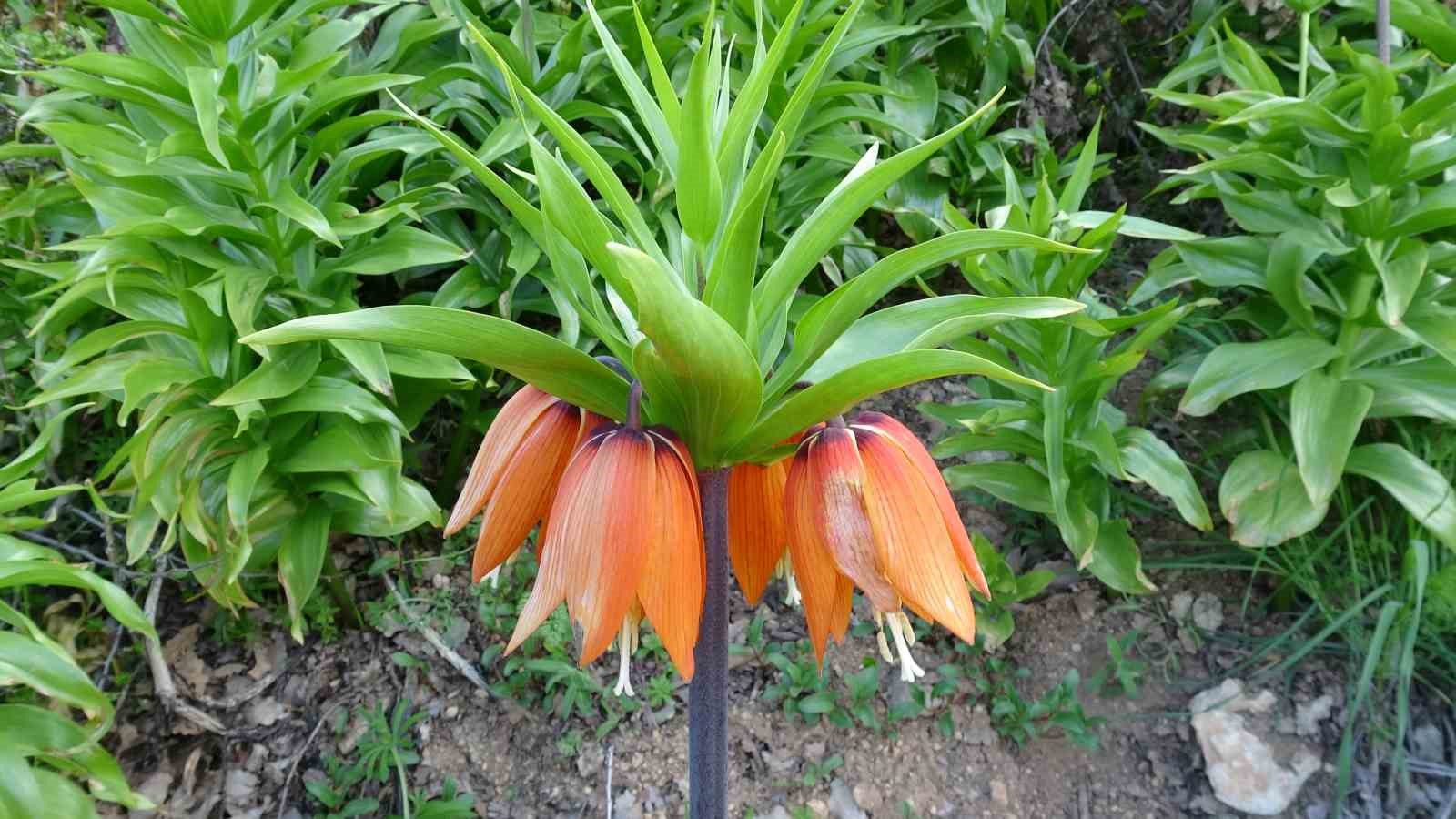 Malatya’da ters laleler doğayı renklendirdi
