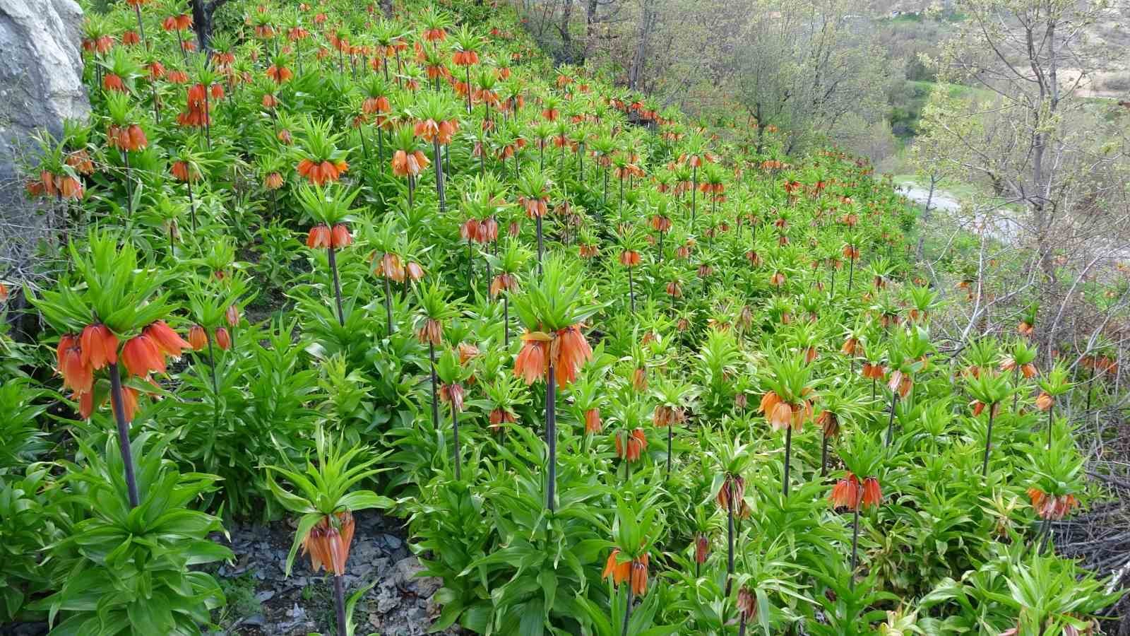 Malatya’da ters laleler doğayı renklendirdi
