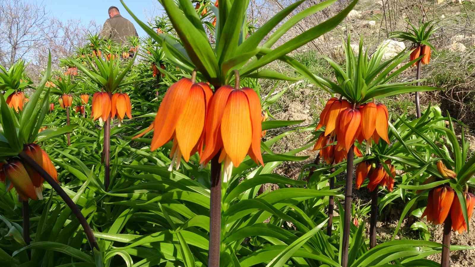 Malatya’da ters laleler doğayı renklendirdi
